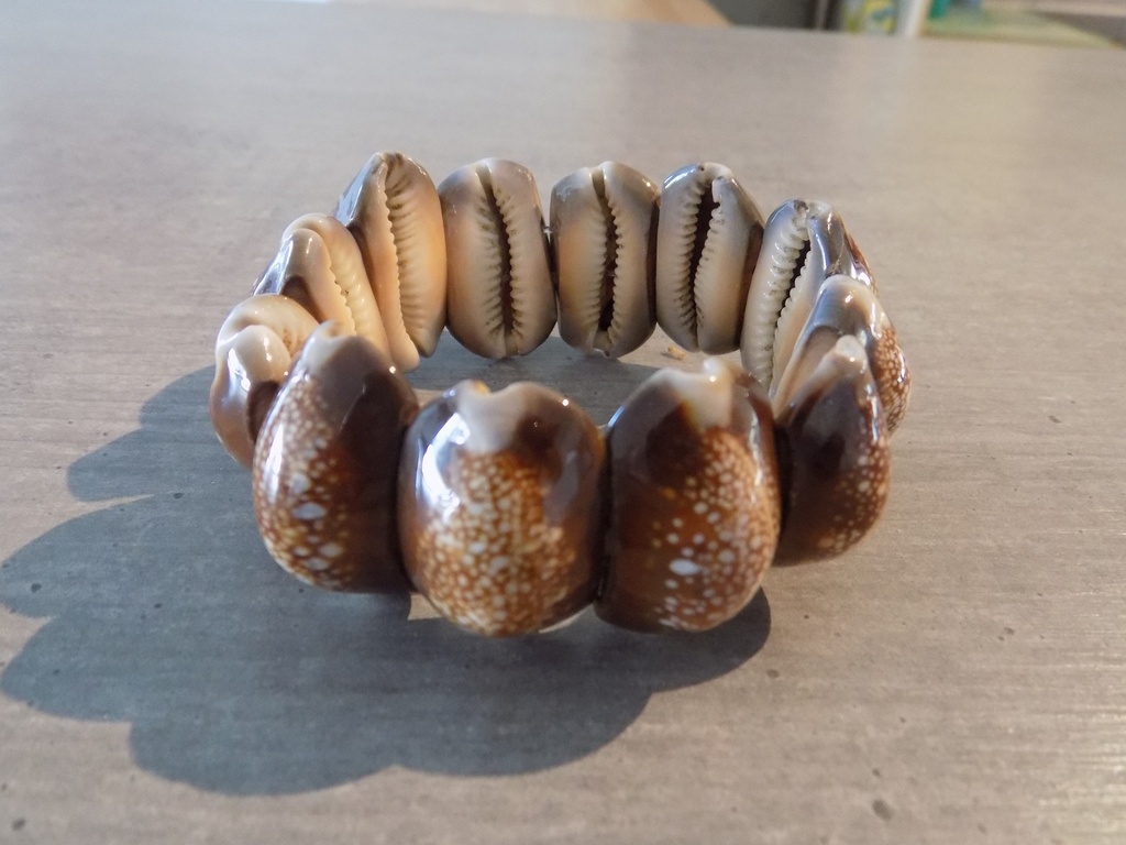 Artisanat - Bracelet coquilles Cypraea brut