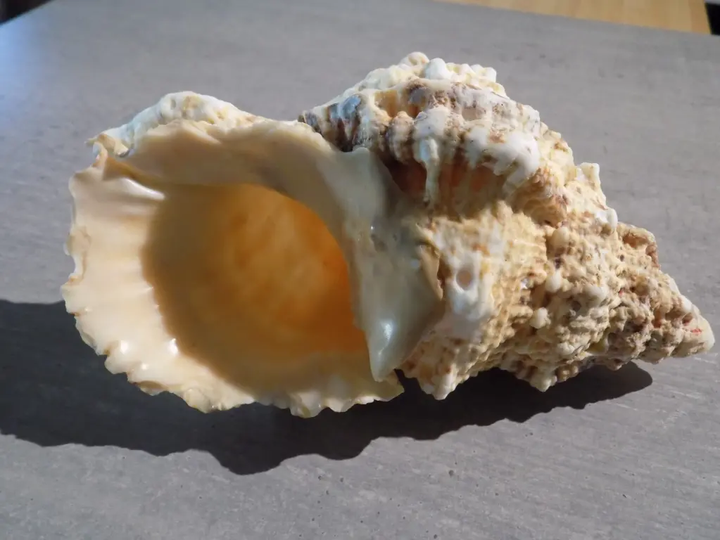 BURSIDAE TUTUFA BUFO 