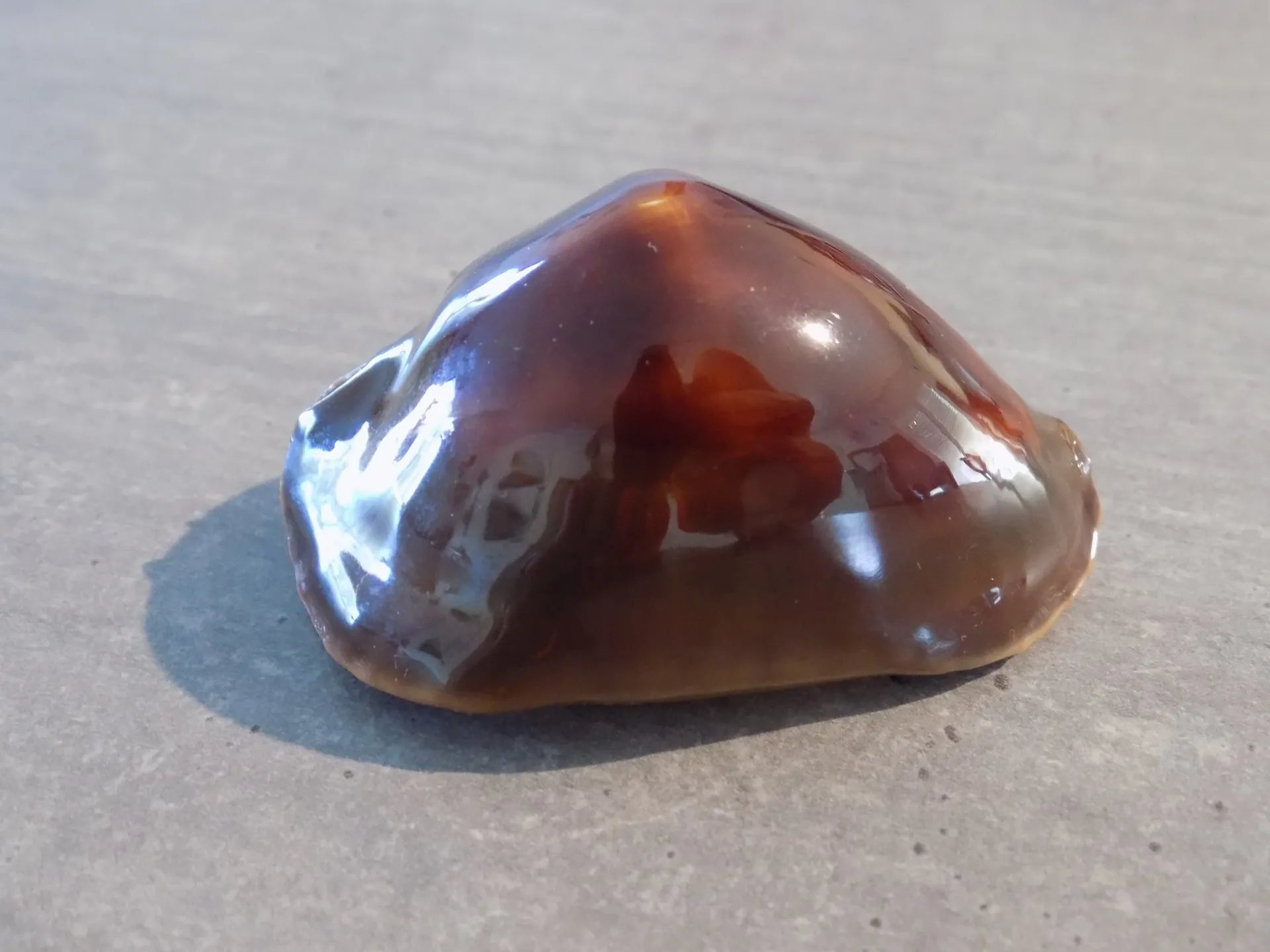 CYPRAEA ZOILA ROSSELLI EDENGERI SATIATA Very Rare