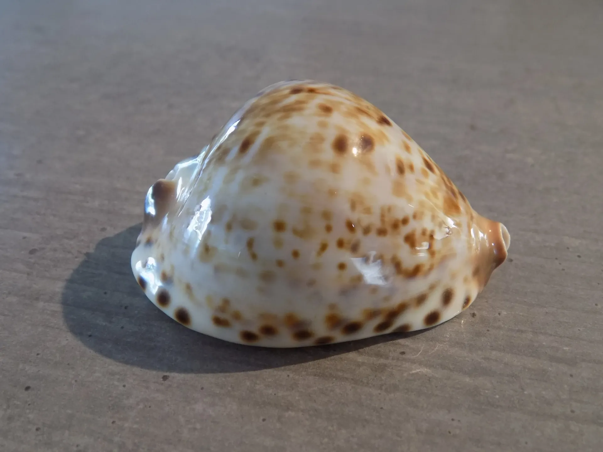 CYPRAEA ZOILA FRIENDII VERCOI LENTIGINOSA