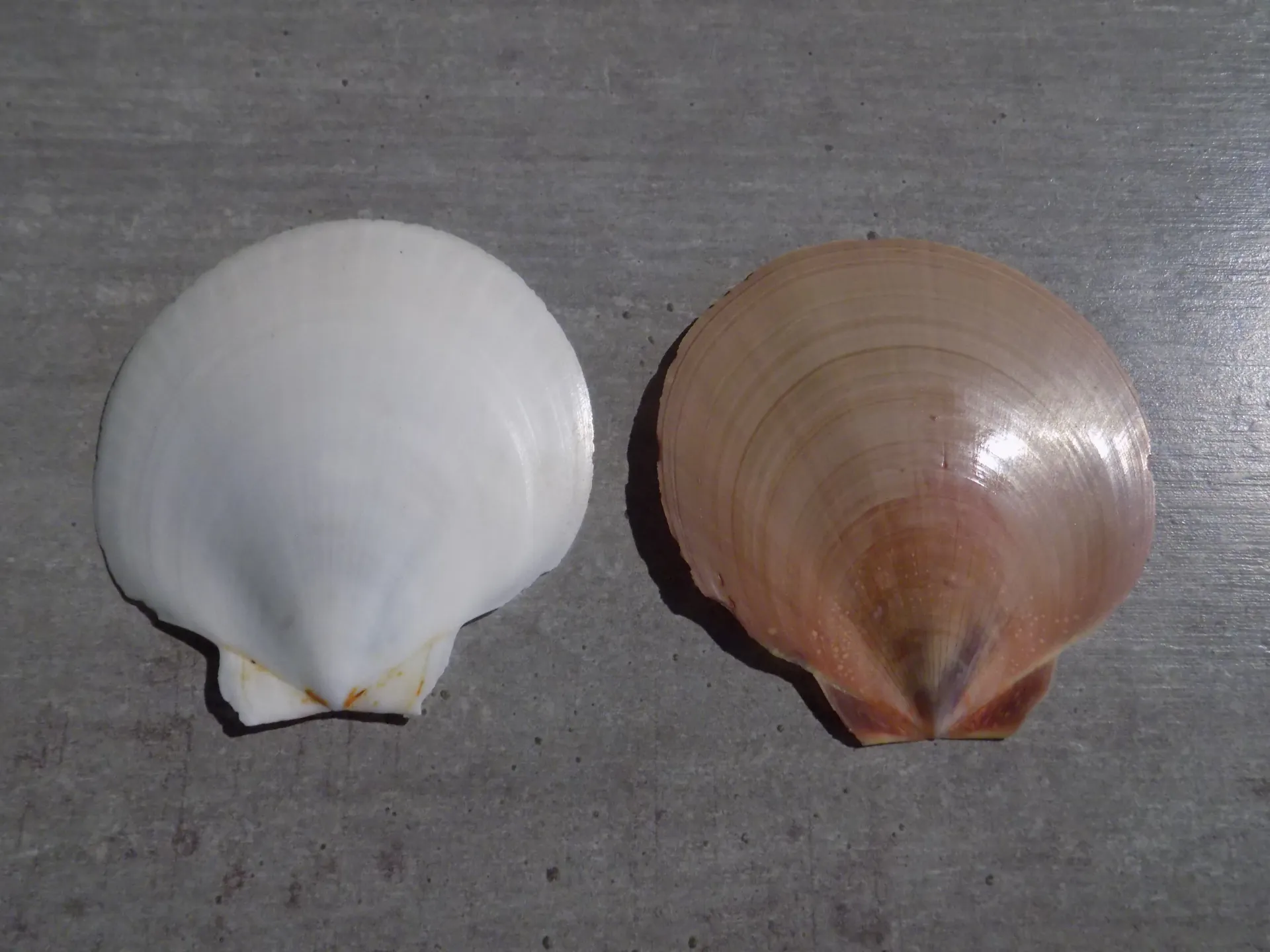 PECTINIDAE AMUSIUM JAPONICUS XL
