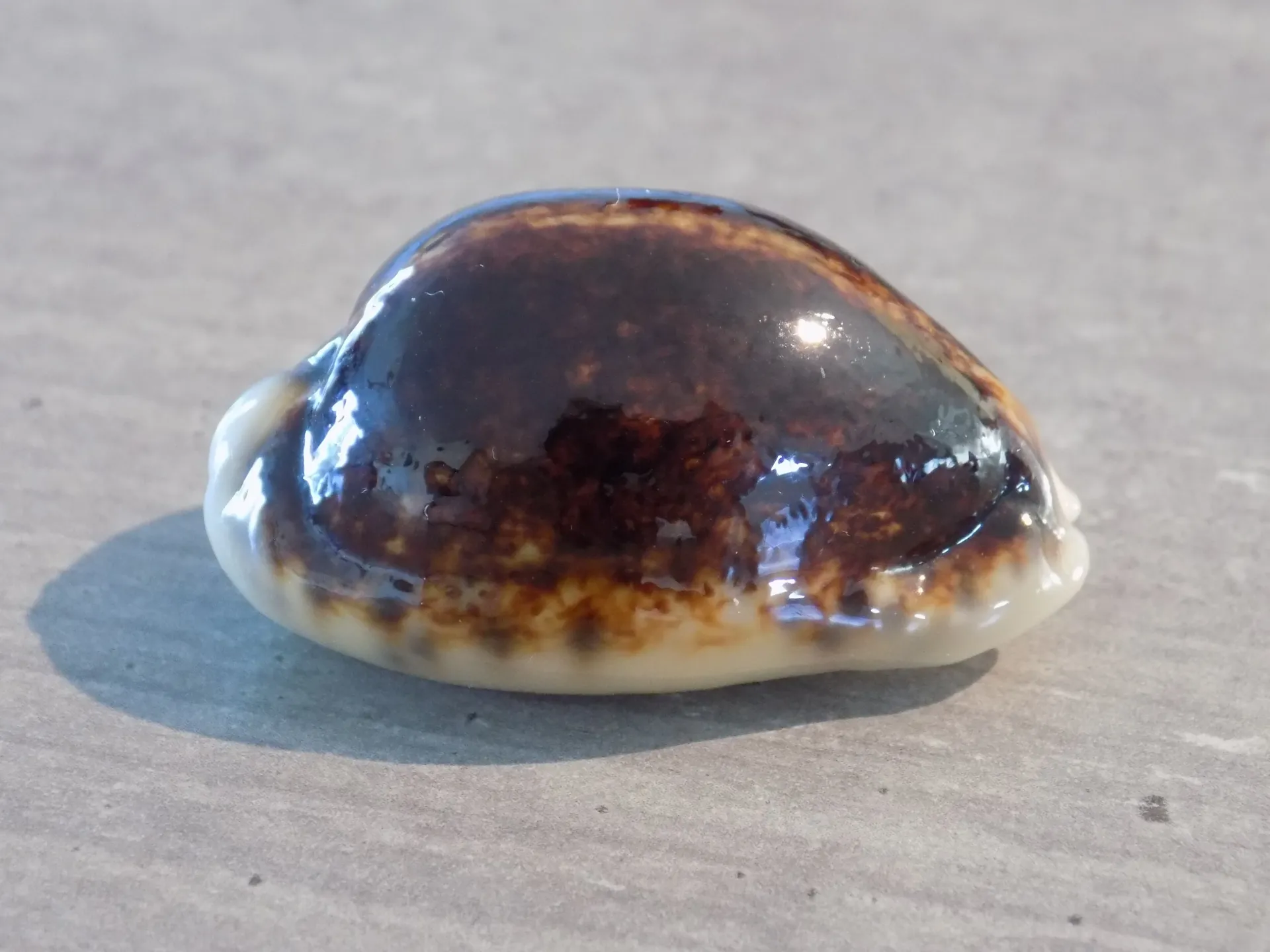 CYPRAEA M.EGLANTINA Niger Rostrée