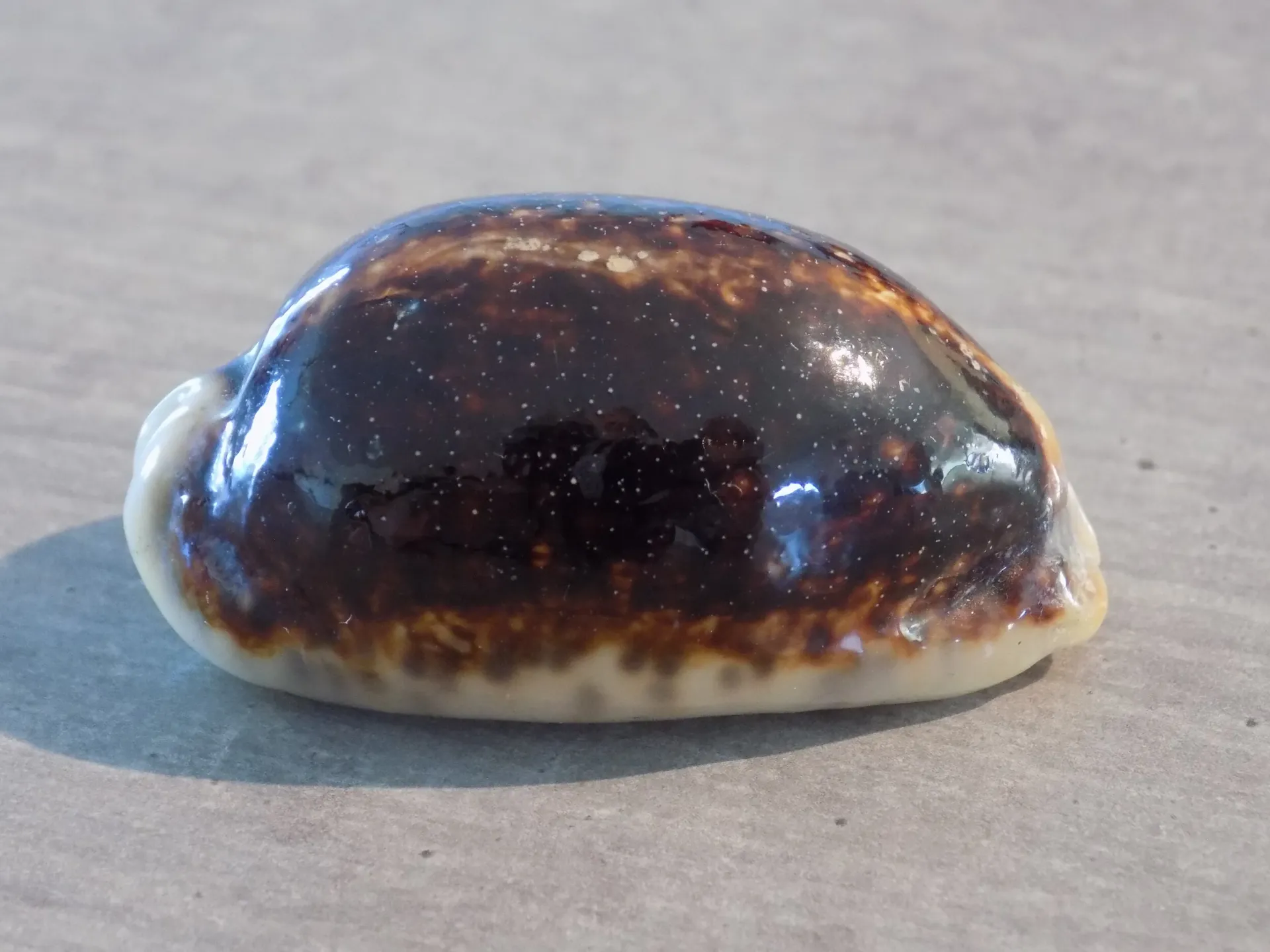 CYPRAEA M.EGLANTINA Niger Rostrée