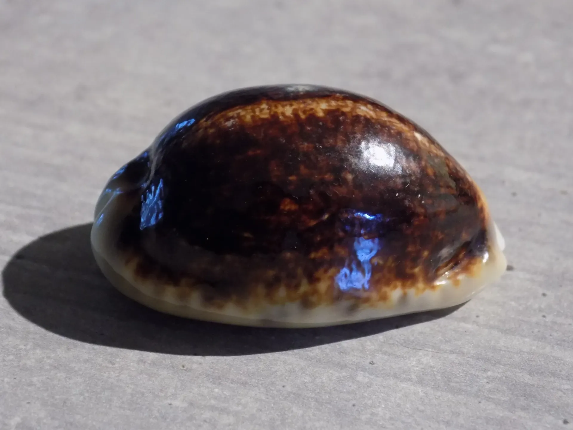 CYPRAEA M.EGLANTINA Niger Rostrée 