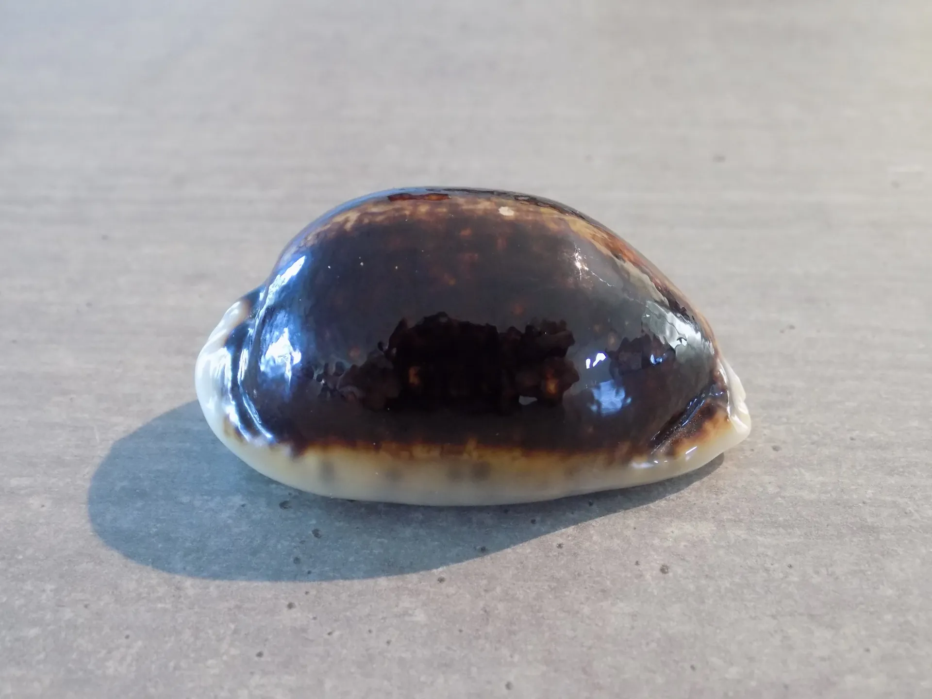 CYPRAEA M.EGLANTINA Niger Rostrée 
