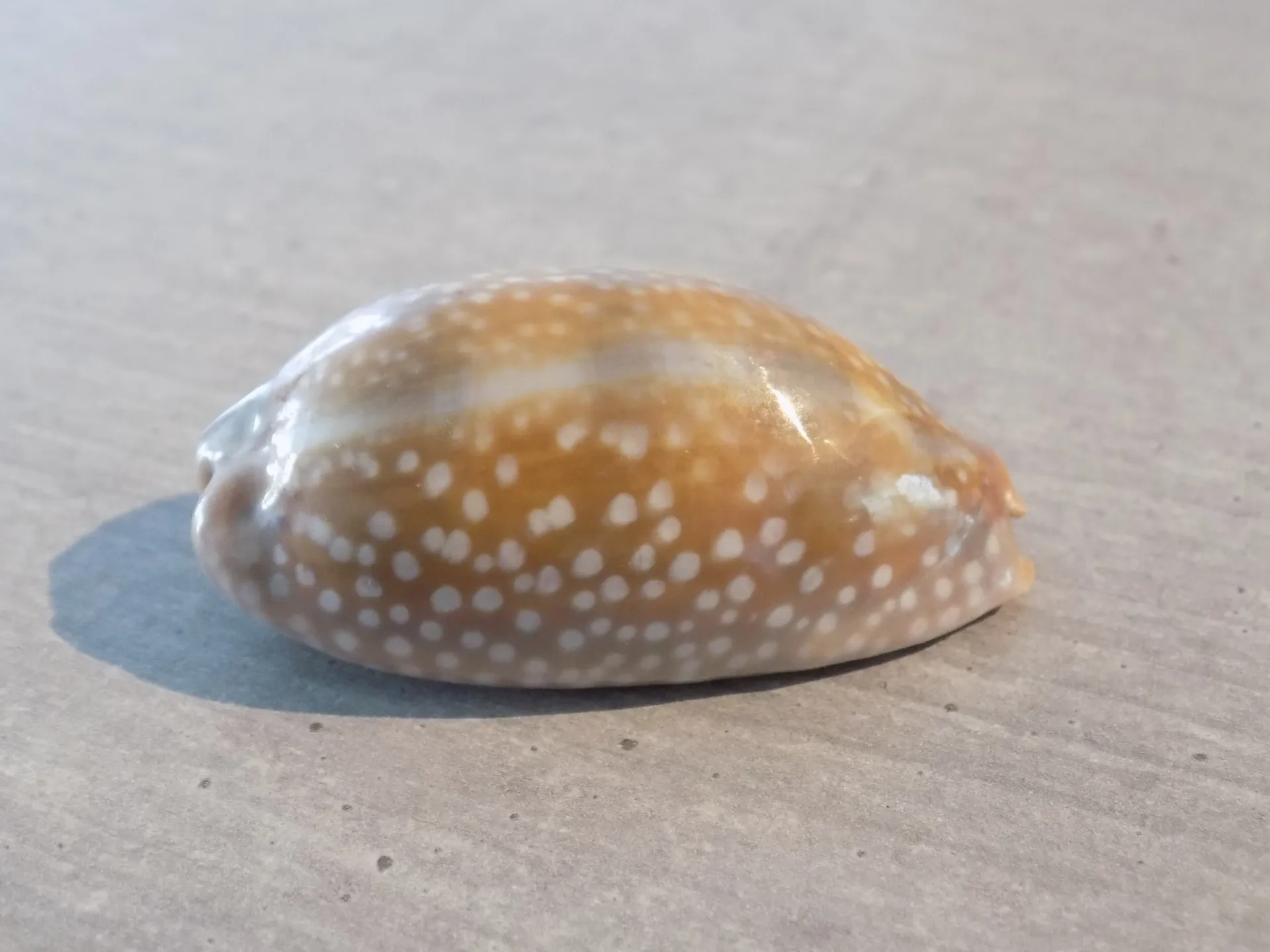 CYPRAEA MACROCYPRAEA CERVINETTA XS