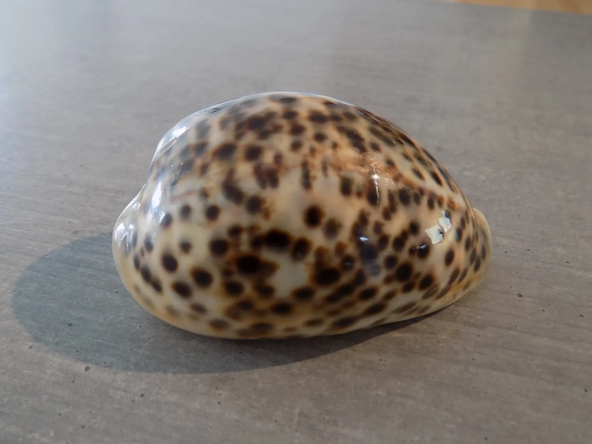 CYPRAEA PANTHERINA PANTHERINA XL
