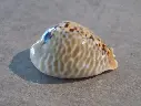 CYPRAEA MURACYPRAEA MUS MUS