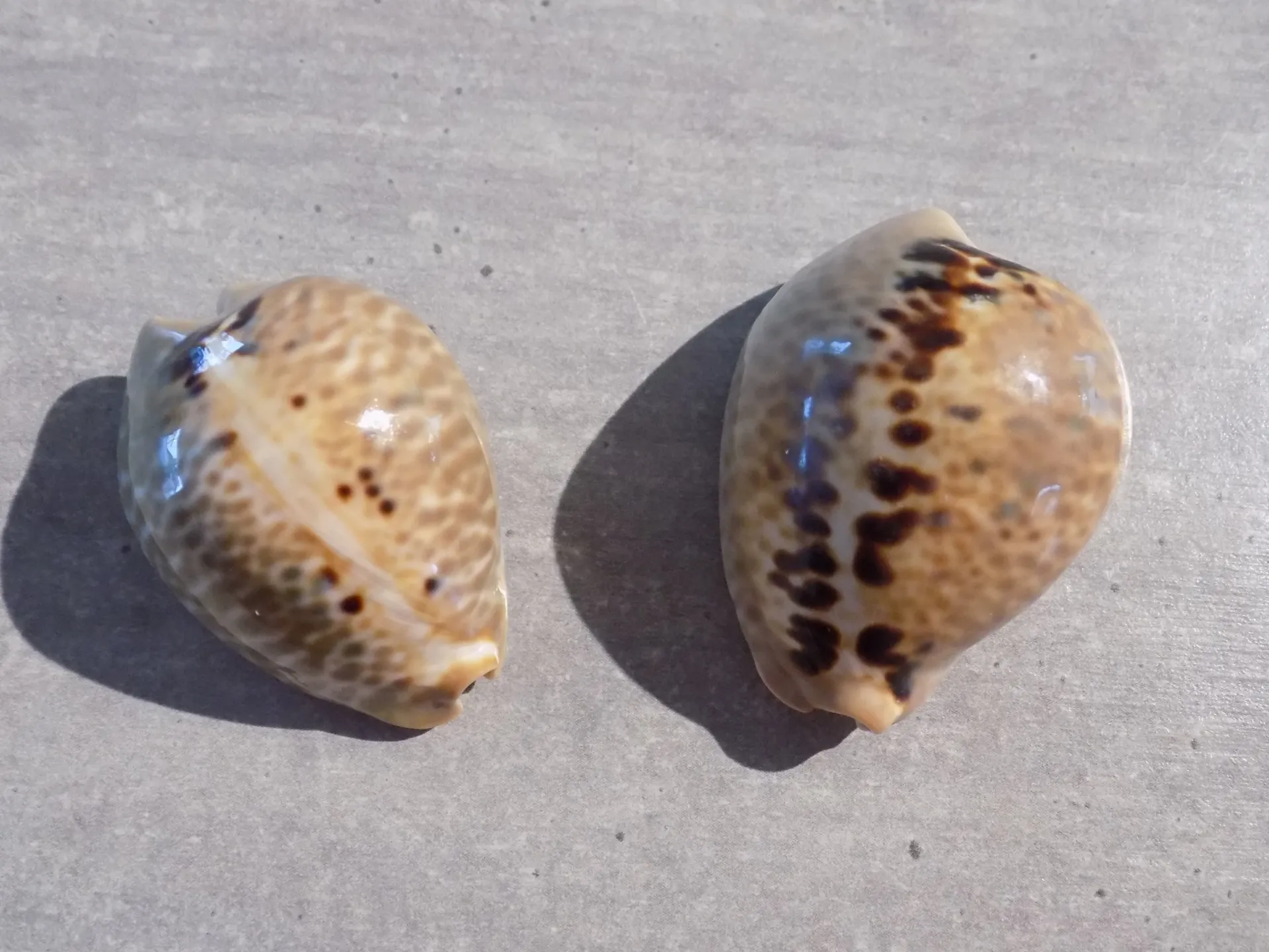 CYPRAEA MURACYPRAEA MUS MUS
