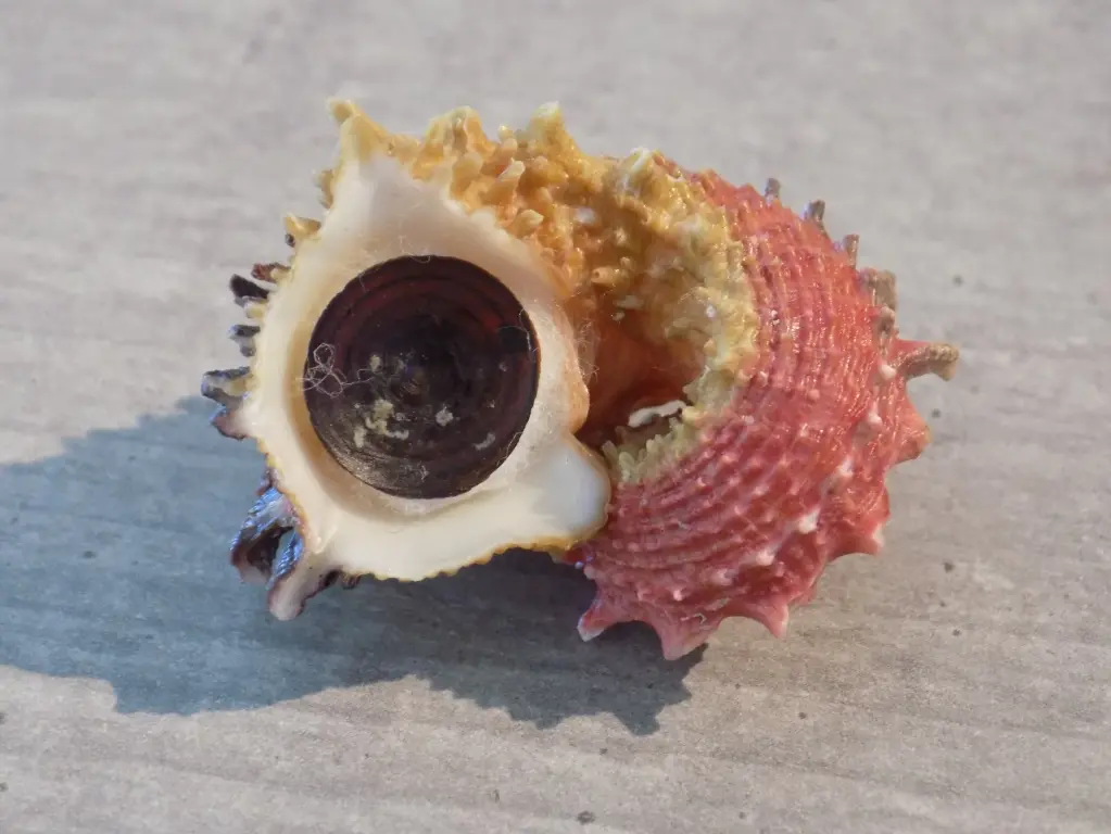 ANGARIIDAE ANGARIA POPPEI 