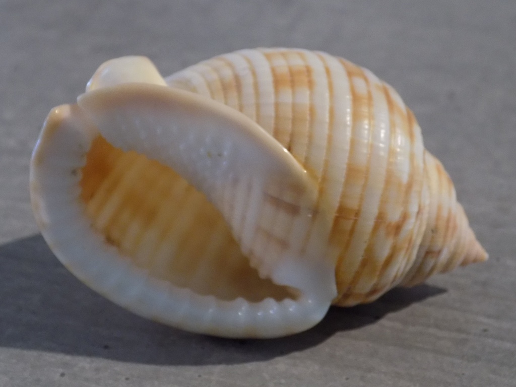 CASSIDAE SEMICASSIS GRANULATA UNDULATA