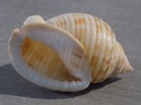 CASSIDAE SEMICASSIS GRANULATA UNDULATA