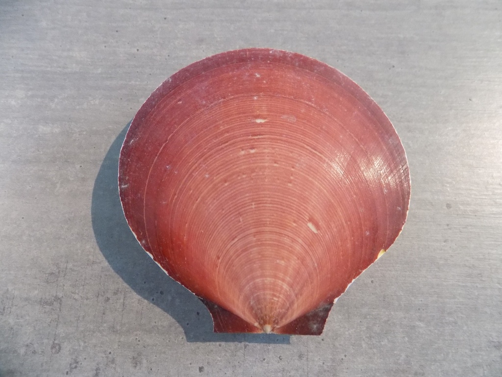 PECTINIDAE AMUSIUM JAPONICUS