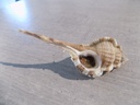 MURICIDAE VOKESIMUREX MALABARICUS