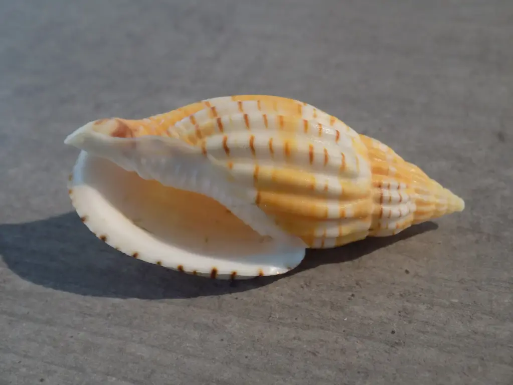 VOLUTIDAE LYRIA TULEARENSIS XL