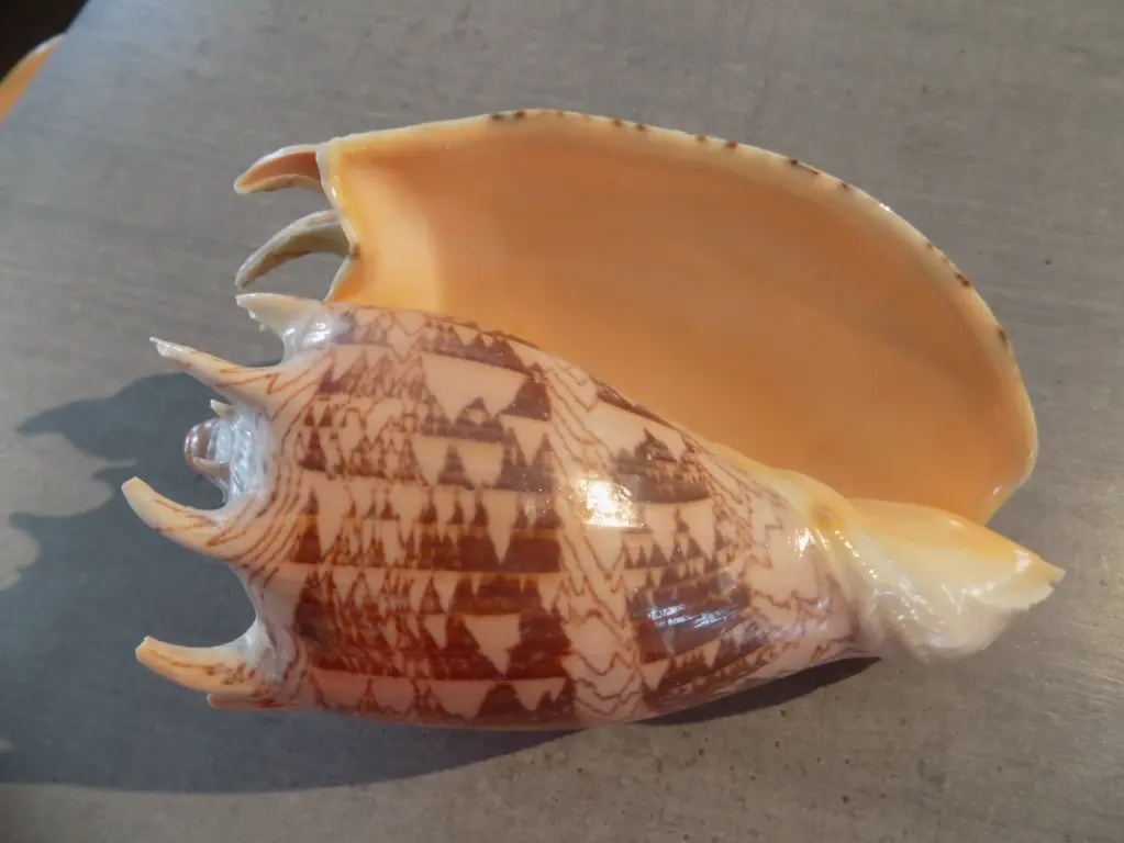 VOLUTIDAE CYMBIOLA IMPERIALIS XL