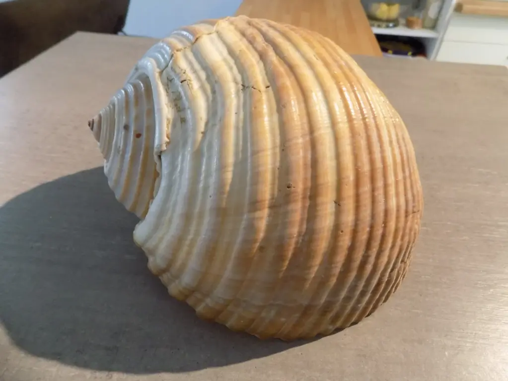 TONNIDAE TONNA GALEA XL