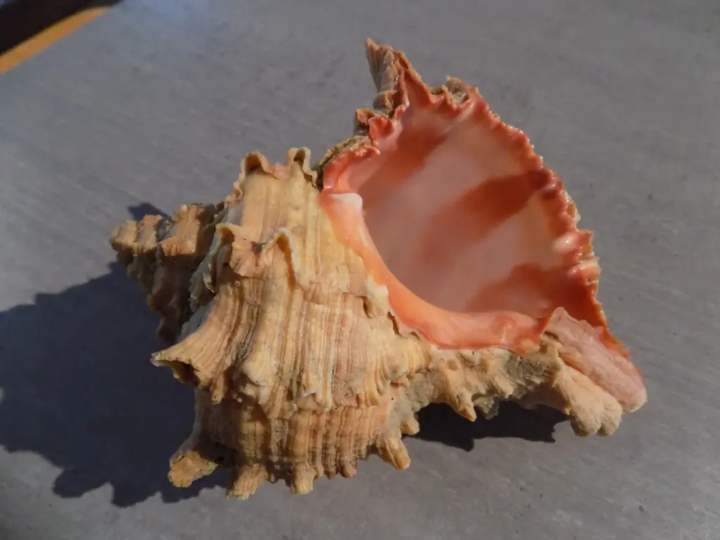 MURICIDAE HEXAPLEX DUPLEX XXL