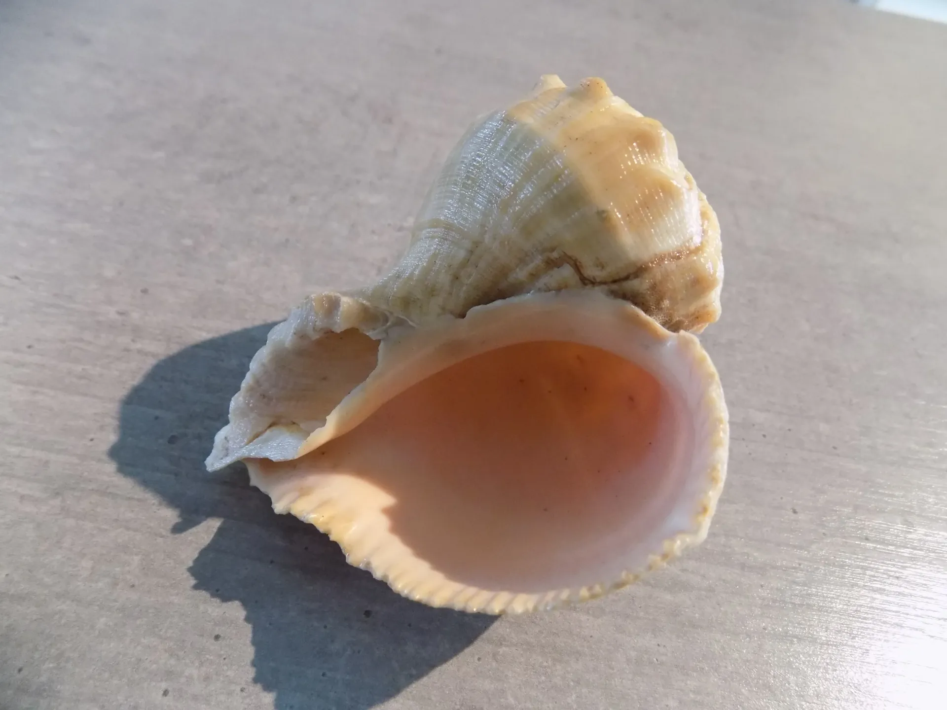 MURICIDAE RAPANA RAPIFORMIS