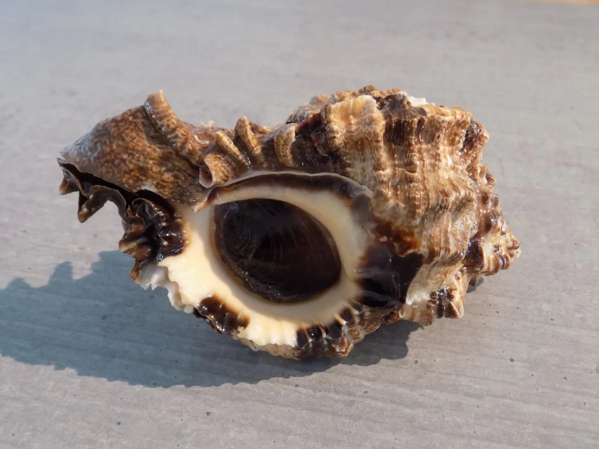 MURICIDAE PHYLLONOTUS POMUM XL