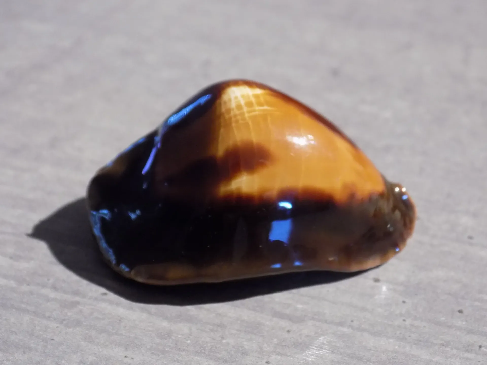 CYPRAEA ZOILA ROSSELLI Very Rare