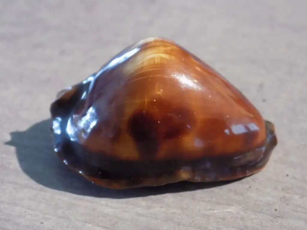 CYPRAEA ZOILA ROSSELLI XL