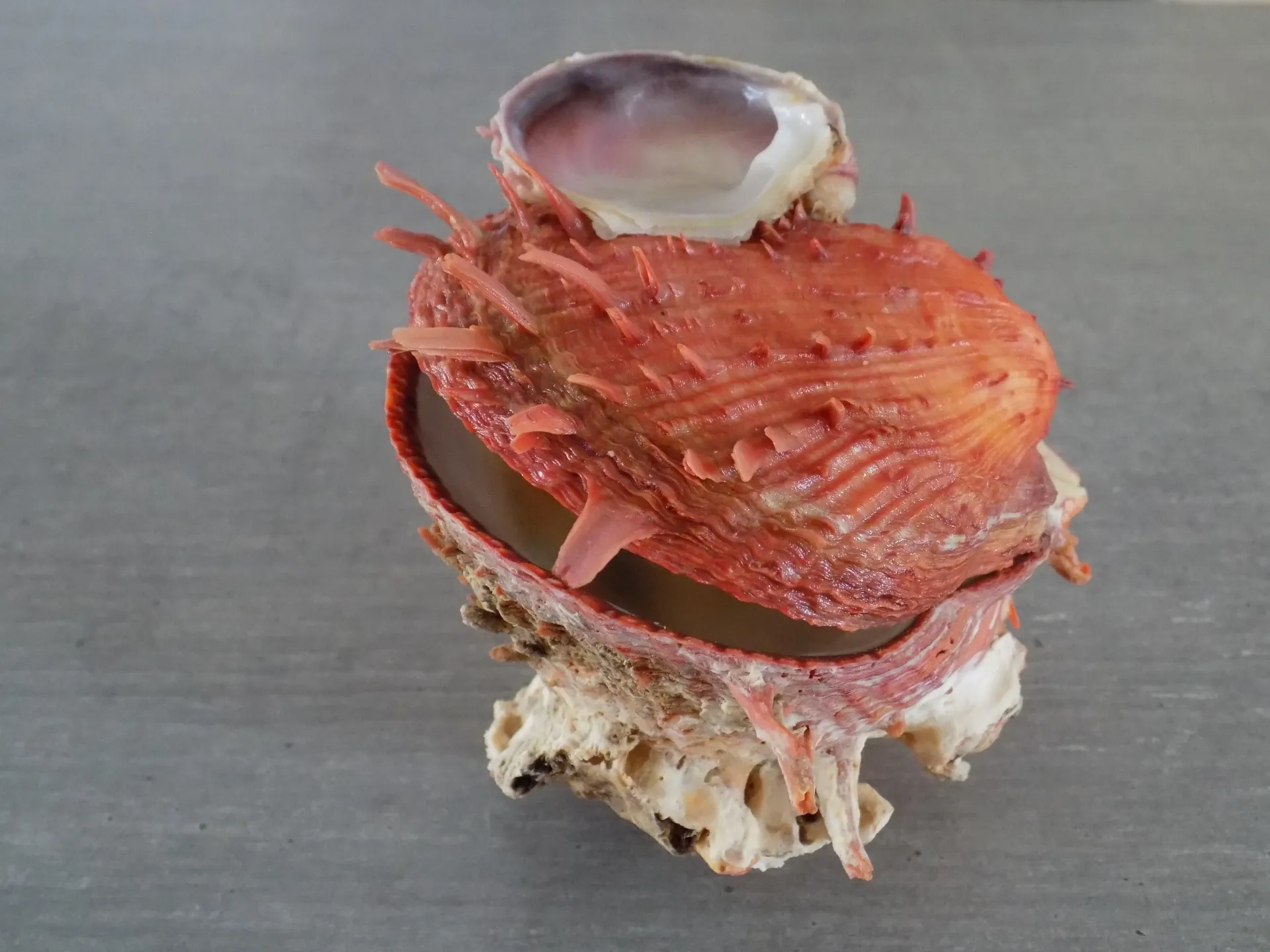 SPONDYLIDAE SPONDYLUS AMERICANUS