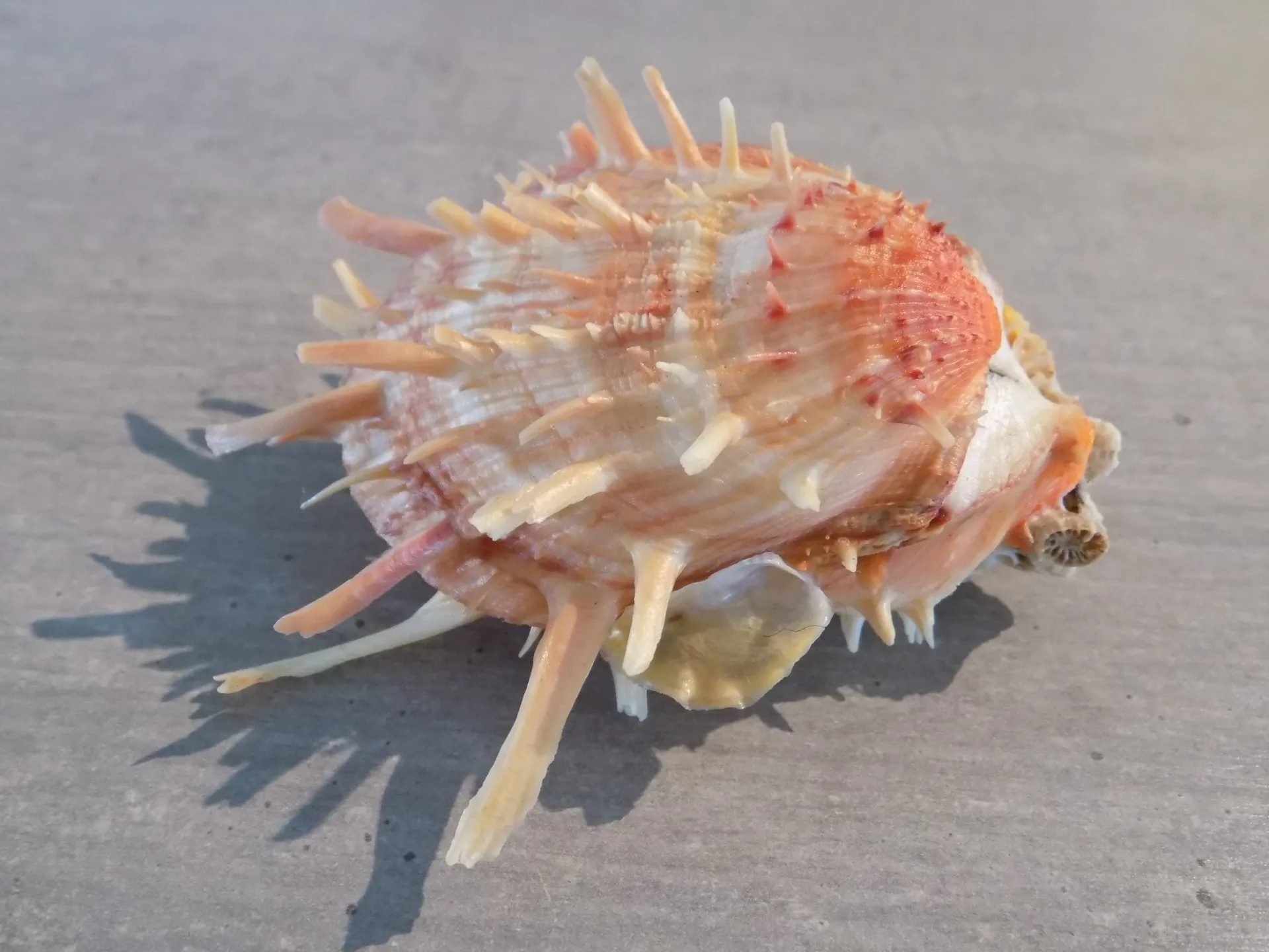 SPONDYLIDAE SPONDYLUS AMERICANUS