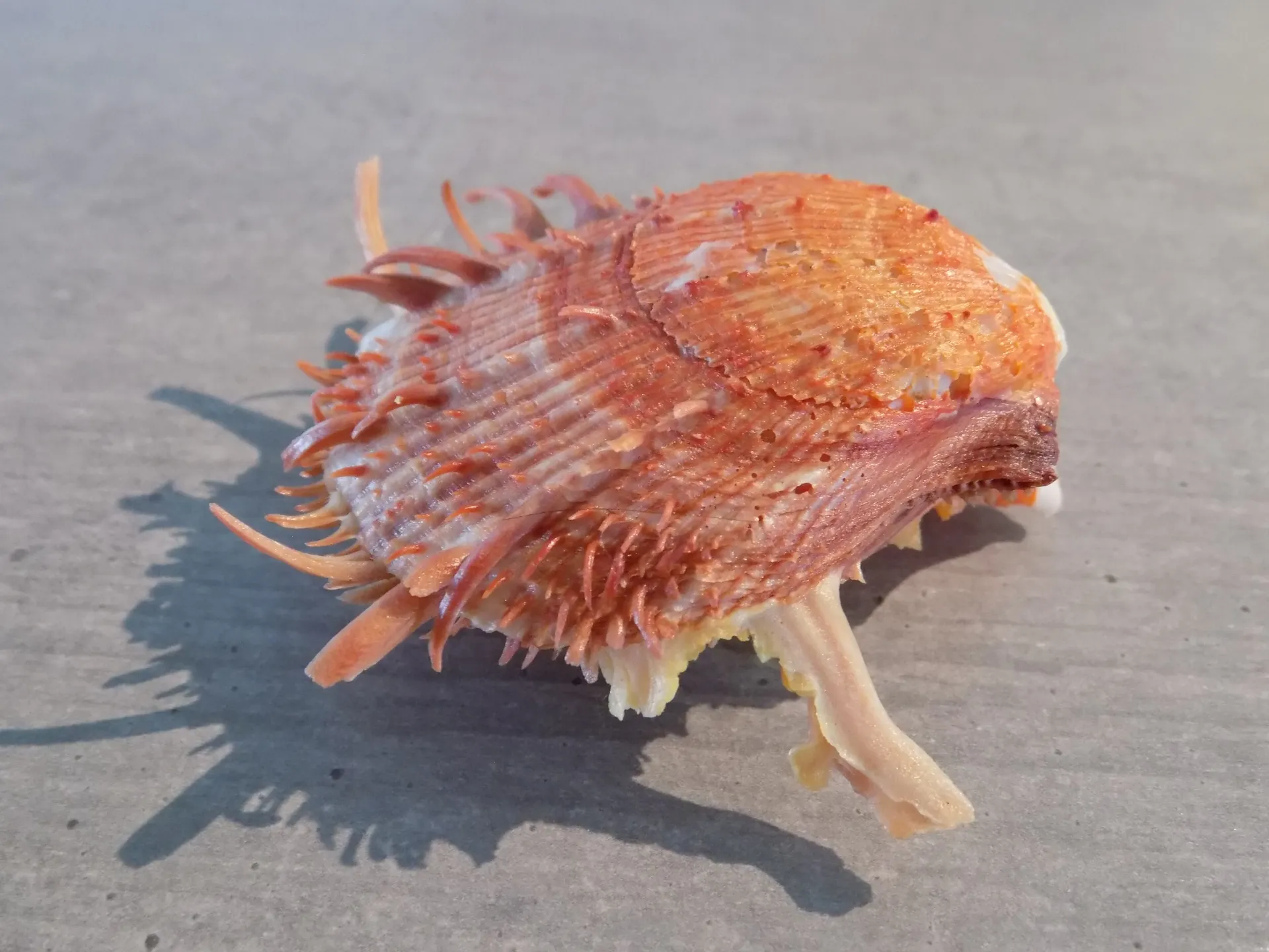 SPONDYLIDAE SPONDYLUS AMERICANUS