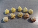 TERREST.BRADYBAENIDAE HELISCOSTYLA ANNULATA lot de 50 u