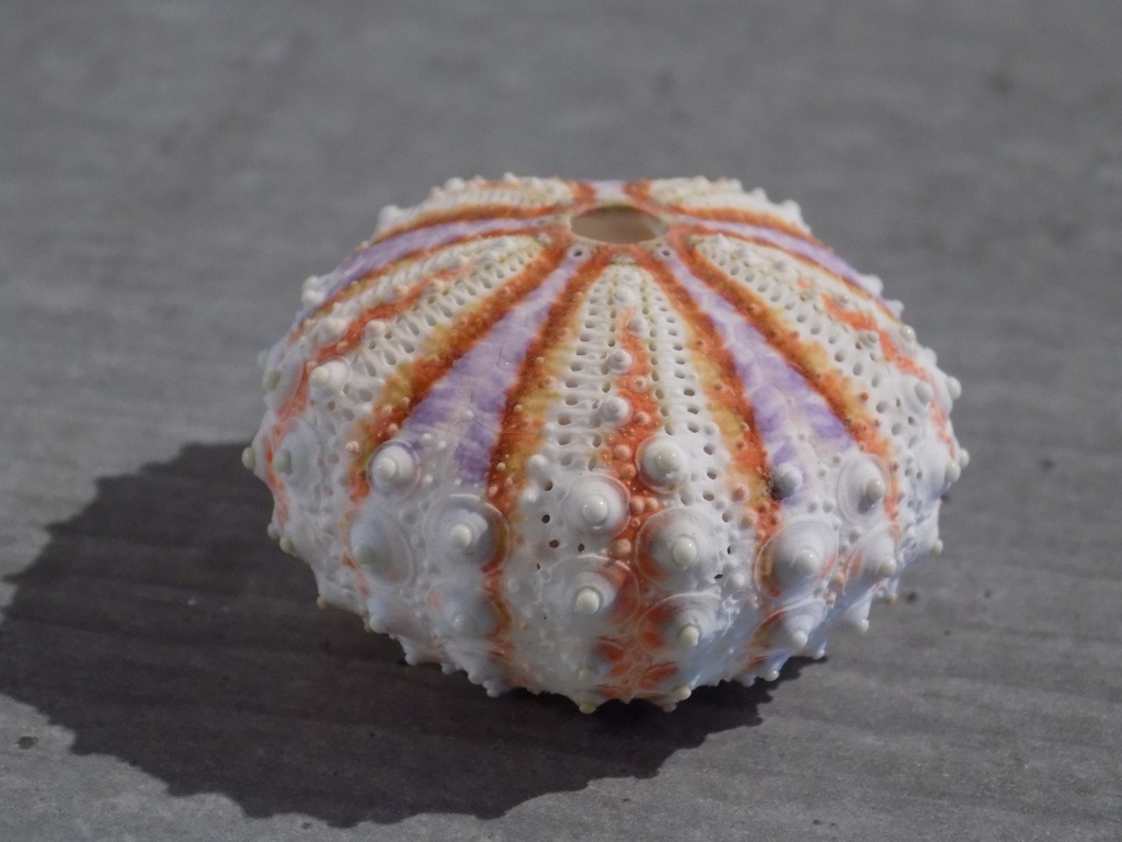 OURSIN ARBACIIDAE COELOPLEURUS MAILLARDI