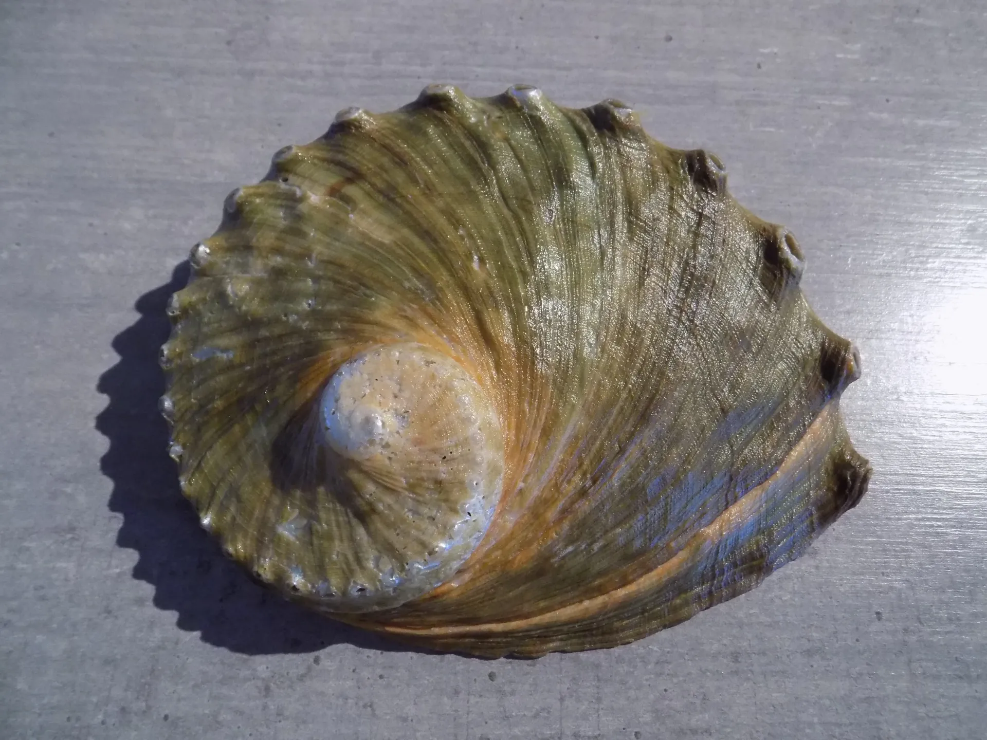 HALIOTIDAE HALIOTIS RUBRA CONICOPARA  XL
