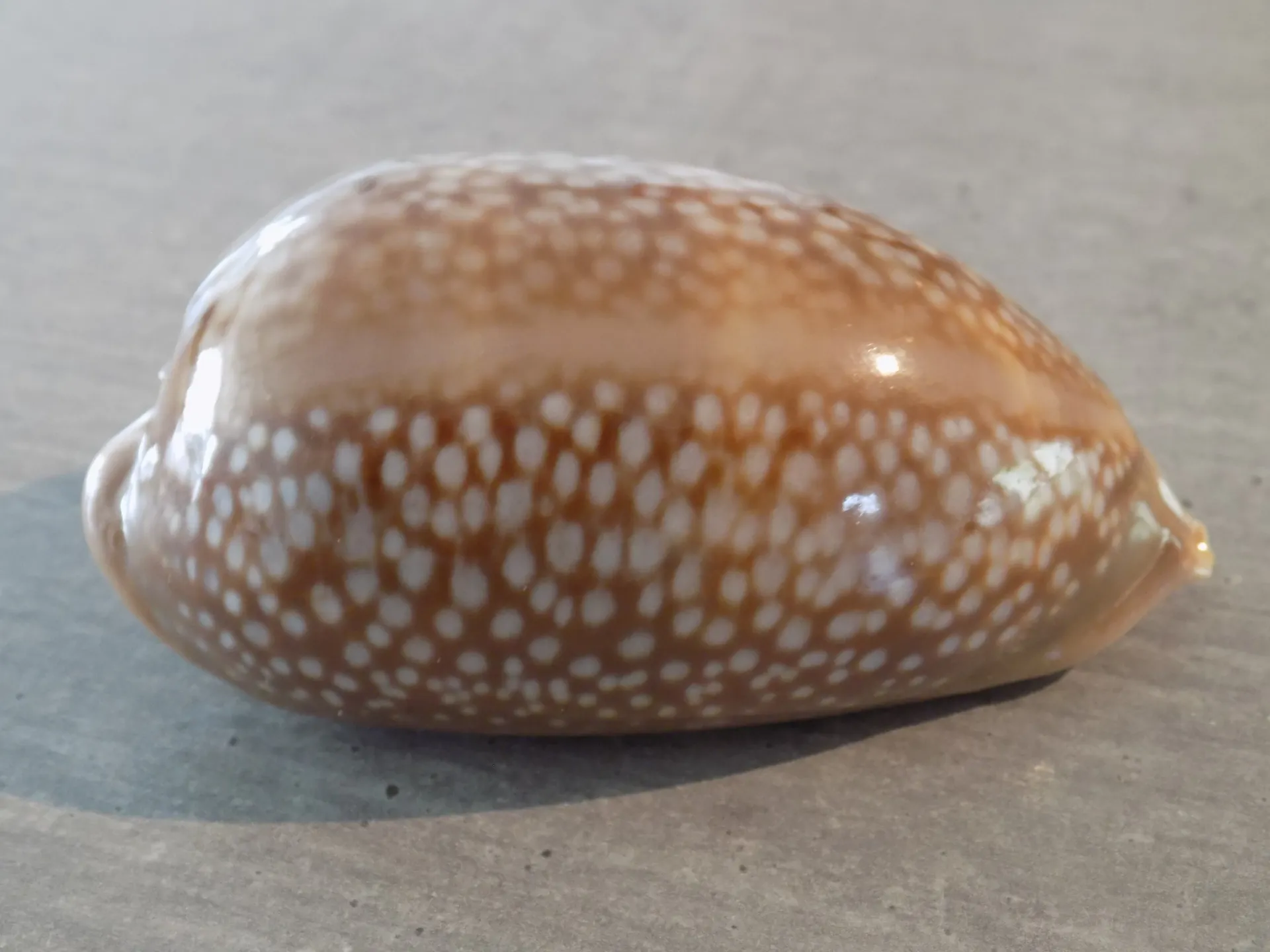 CYPRAEA MACROCYPRAEA CERVUS