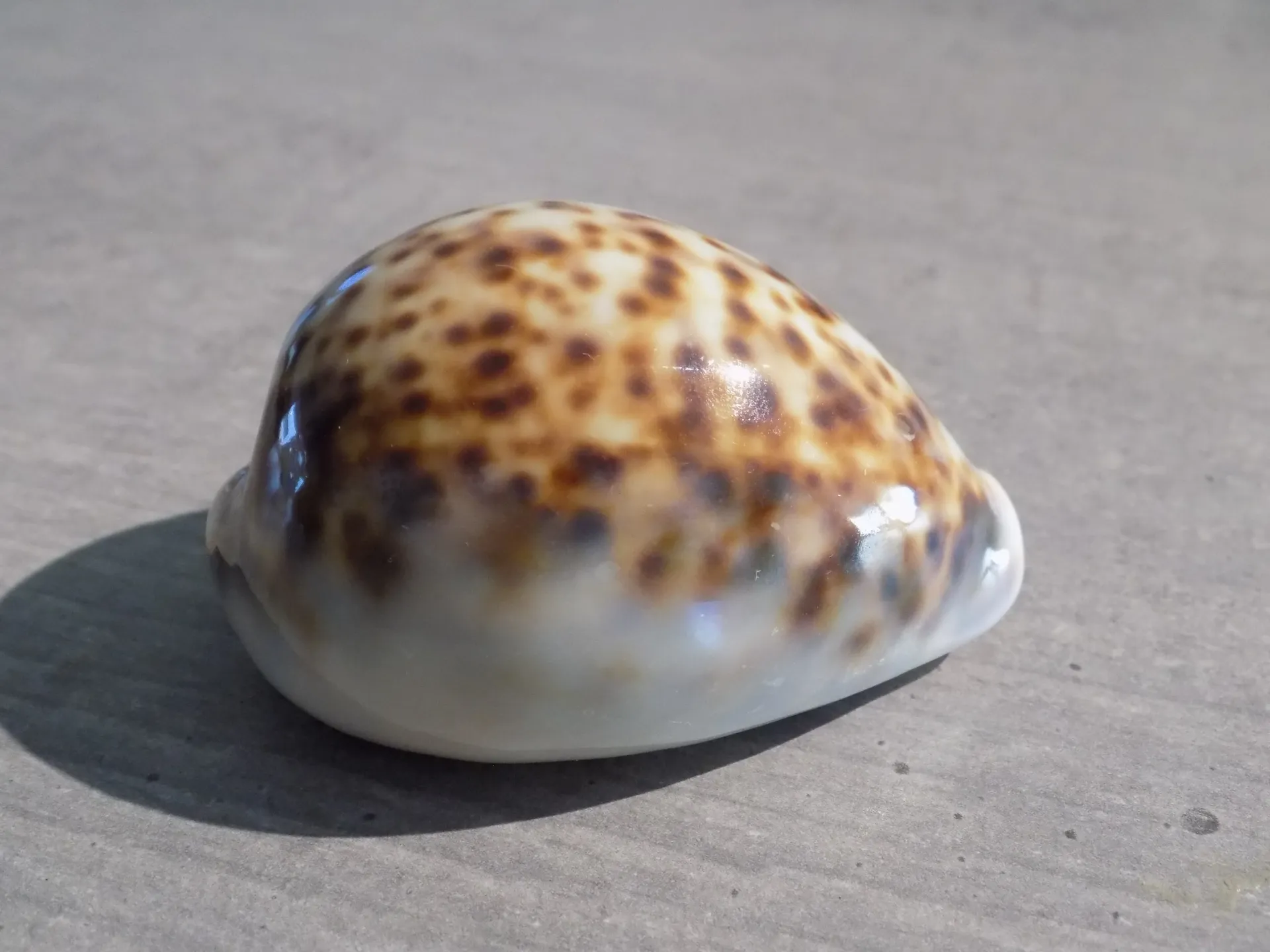 CYPRAEA TIGRIS F.LYNCICHROA  P/C