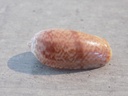 OLIVIDAE OLIVA BULBIFORMIS