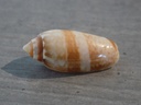 OLIVIDAE OLIVA BIFASCIATA