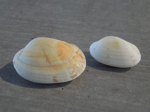 VENERIDAE TAPES DECUSSATUS lot 2u