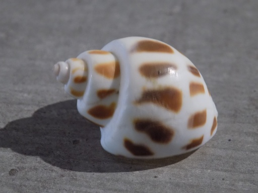 BABYLONIIDAE BABYLONIA AREOLATA