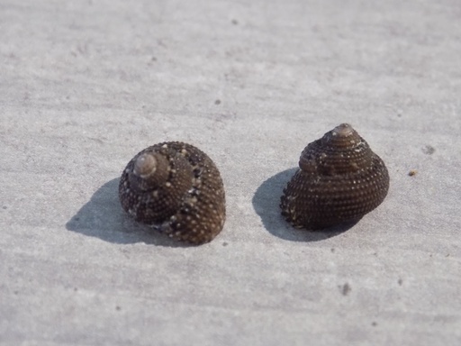 TROCHIDAE CLANCULUS CRUCIATUS lot 2u