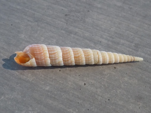 TEREBRIDAE TEREBRA DEYHAYESII