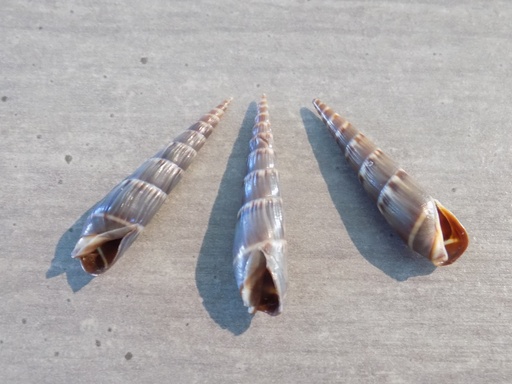 TEREBRIDAE HASTULA STYLATA lot 3u