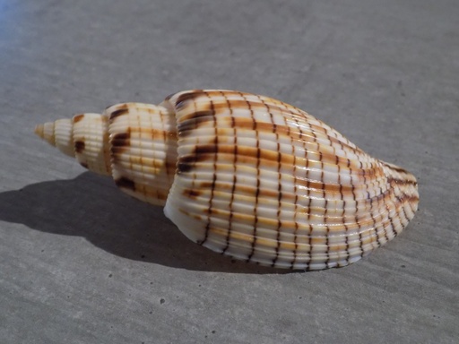 VOLUTIDAE CALLIPARRA KURODAI