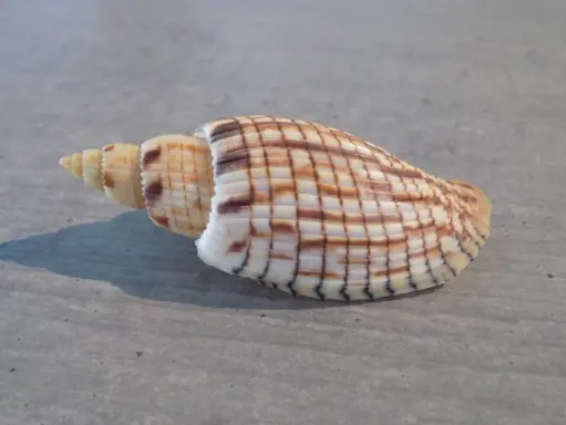 VOLUTIDAE CALLIPARRA KURODAI