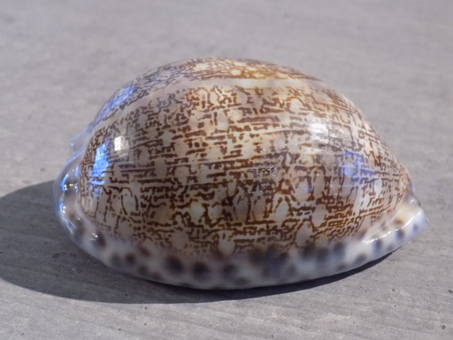 CYPRAEA M.ARABICA IMMANIS XL