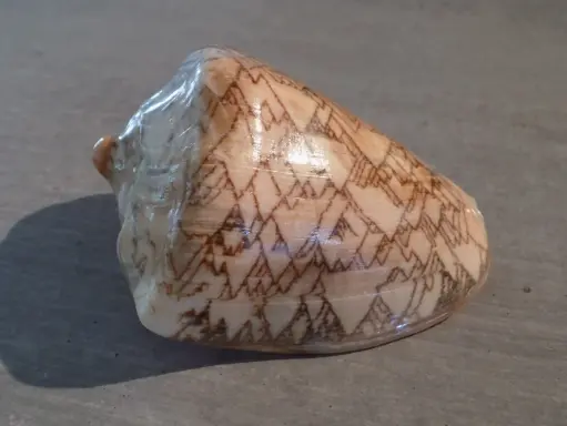 VOLUTIDAE CYMBIOLA TAMARISKAE