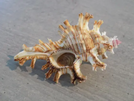 MURICIDAE CHICOREUS PALMAROSAE