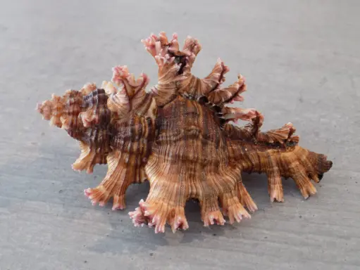 MURICIDAE CHICOREUS PALMAROSAE