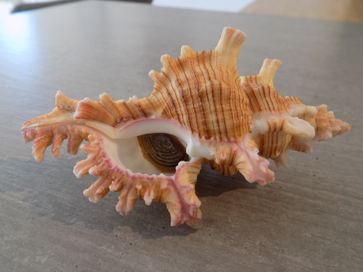 MURICIDAE CHICOREUS SAULII