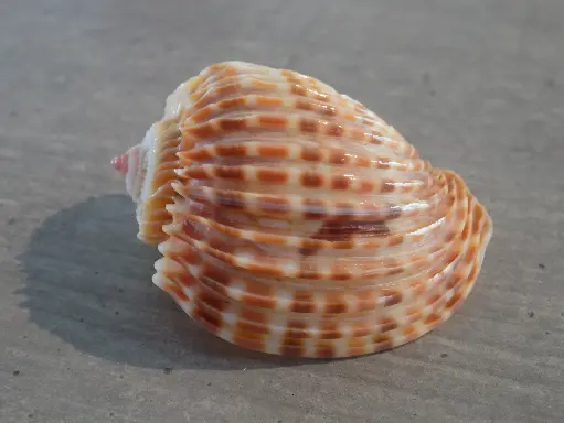 HARPIDAE HARPA COSTATA 