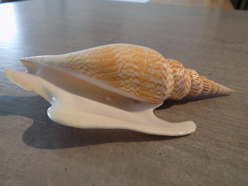 STROMBIDAE MIRABISTROMBUS LISTERI XL